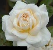 White Realistic Rose unknow artist